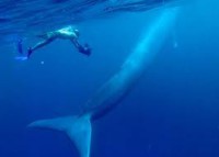 /album/la-ballena-azul/images-16-jpg/